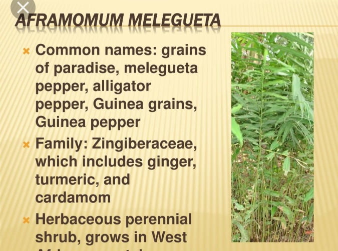 Get a stick of Aframomum Melegueta it is a plant that grows in Africa.