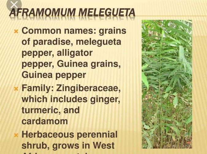 These Foods Can Boost Men’s Performance During Intimacy 13 Get a stick of Aframomum Melegueta it is a plant that grows in Africa.