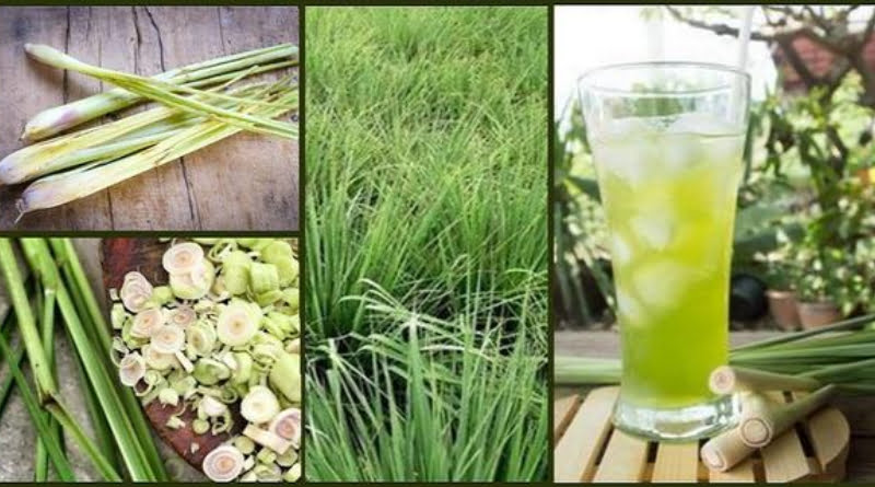 Here Is The Wonders Lemongrass Can Do To Your Health 2 Here Is The Wonders Lemongrass Can Do To Your Health