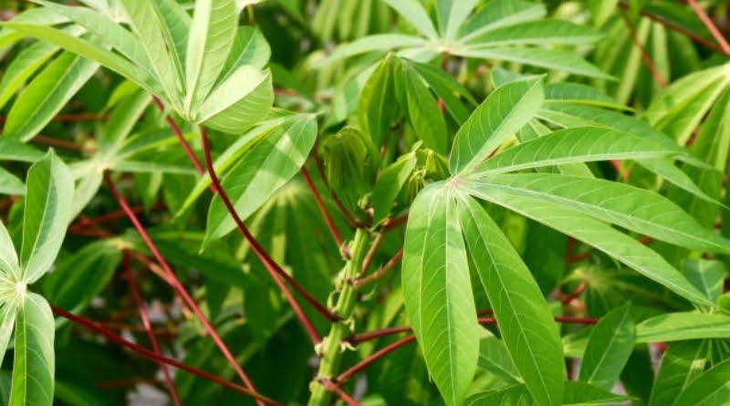 Cassava Leaves