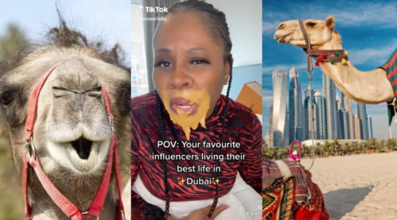 Dubai Porta Potty: Celebs, and influencers paid for camels to poop on