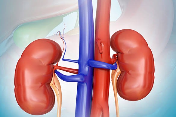 Effects Of Ginger On Your Kidneys 3 Effects Of Ginger On Your Kidneys