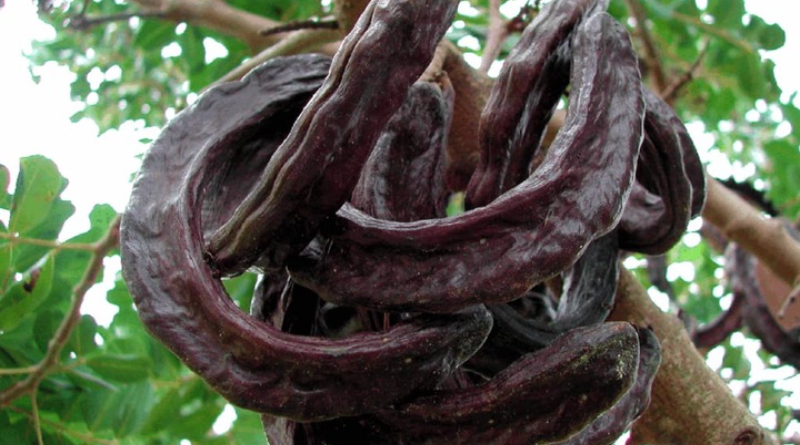 What you didn't know about prekese (Aidan fruit). 2 prekese