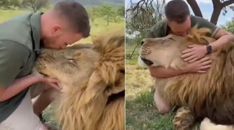 VIRAL VIDEO: Netizens Notice Something Strange As A Man Kisses His Lion Best Friend 2 Man Kisses His Lion