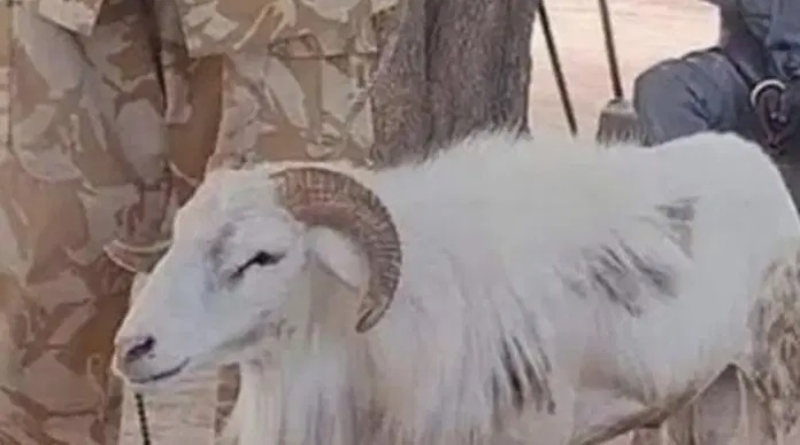 Ram