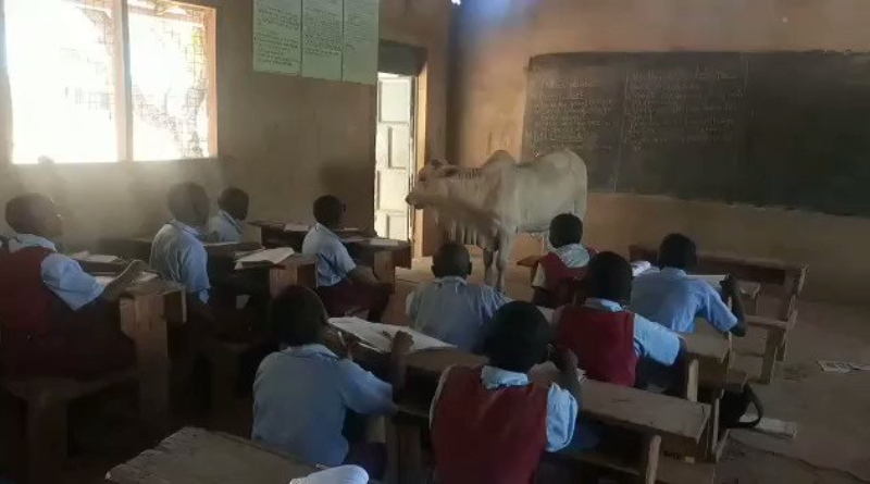 Teacher Brings Big Live Cow To Classroom