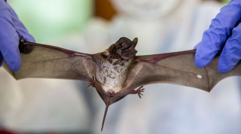 Ghana's Batmen Hunting For Pandemic Clues