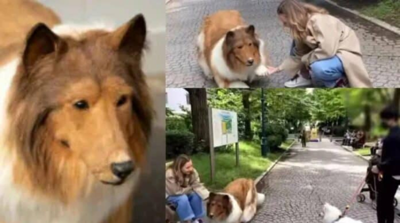 Man spends $20,000 to transform himself into a dog (Video) 2 Man spends $20,000 to transform himself into a dog (Video)