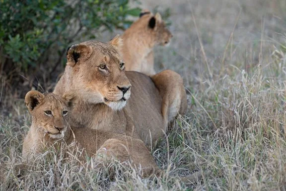 Kruger National Park: Lady Eaten Alive by Lions 3 Kruger National Park: Lady Eaten Alive by Lions
